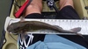 Catfish 18  1  thumb