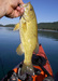Smallmouth4 thumb