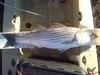 Striper 22 feb 15 thumb