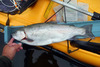 Trout1a thumb