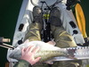 8.1 lb spot 26feb2015 011 thumb