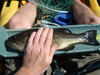 Lmb 15total thumb