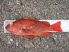 Vermillion 18o75 thumb