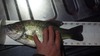 Largemouth 3 thumb
