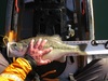 Spotted bass 3 7 15 012 thumb