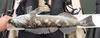 Ftrossling 26 thumb