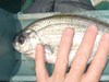 Pile perch head thumb