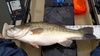 23.5  lmb from lake mendo 15 mar 15 thumb