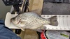 12.5  crappie from lake mendo 15 mar 15 thumb