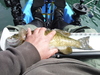 Smallie3.14.15 thumb