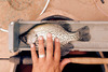 11 crappie thumb