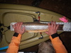Brown 24.25 thumb