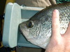 Craphead15.25 thumb