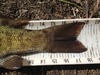 Smb tail thumb