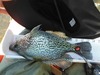 135crappie thumb