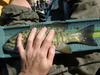 13.25 smallie thumb