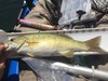 14.5 smallie thumb