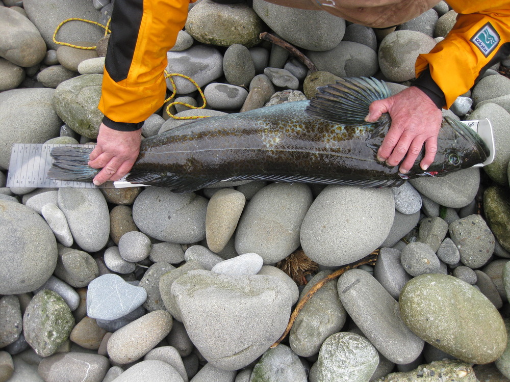 Opening weekend 2015 rockfish 037