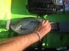2015 crappie thumb