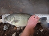 Dsc04018  2000x1500  thumb