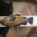 China cod  thumb