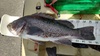 15.75  black thumb