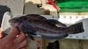 13.25  greenling thumb