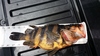 2015 05 17 13.28.44 treefish thumb