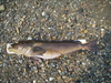 Sonoma coast 7 12 08 020 thumb