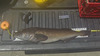 Lingcod upgrade thumb