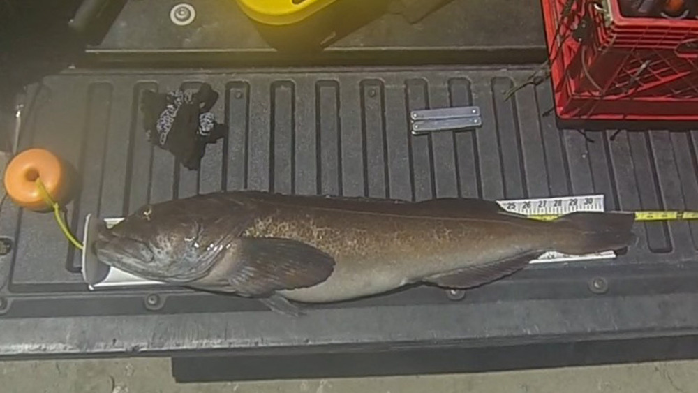 Lingcod upgrade
