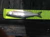 Kokanee1 thumb