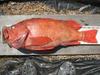 Inseine rockfish aoty 2008 thumb