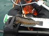 15greenling3 thumb