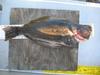 Inseine halibut1 aoty 001 thumb