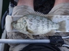 Dsc04589  2000x1500  thumb