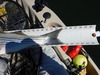 Striper  24.75 thumb
