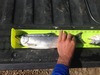 Kokanee21 thumb
