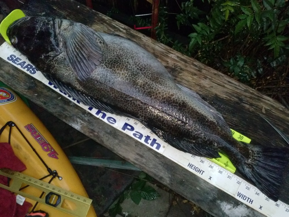 6 21 15 sws 35.75 in 20 lbs