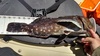 18.5 inch cabby thumb