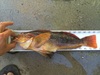 Greenling thumb