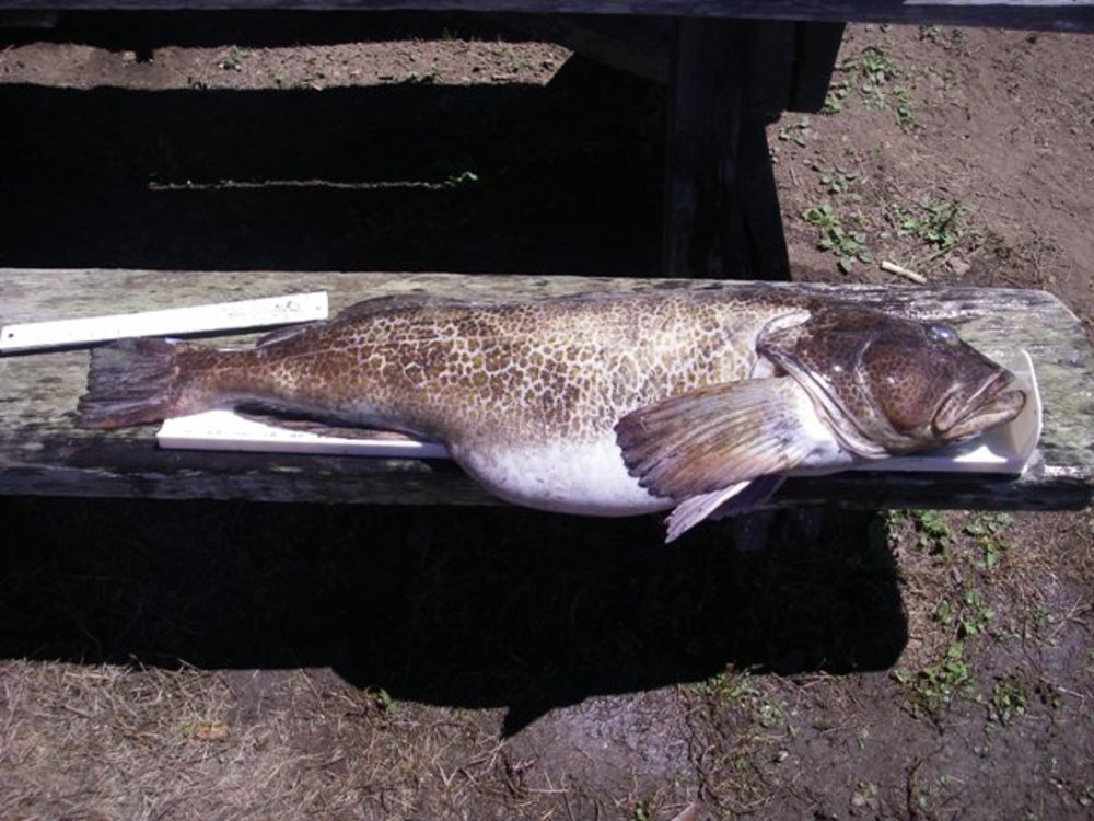 34.5 ling