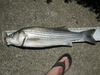 Spb striper thumb