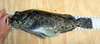 Rg 080915 1 thumb