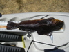 Kelp  kelp  013.jpgreduced thumb
