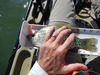 Crappie thumb