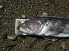 Lingcod thumb