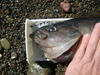 Rockfish head thumb