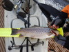 Brown  22.50 10 18 15 thumb