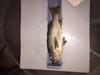 Aoty rockfish thumb